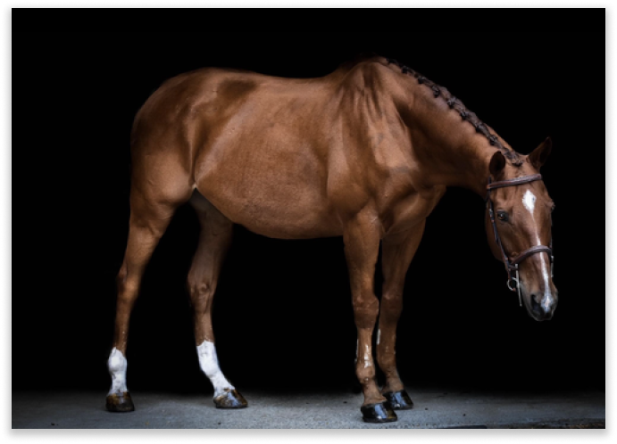Horse for sale